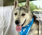 Small #1 Siberian Husky Mix