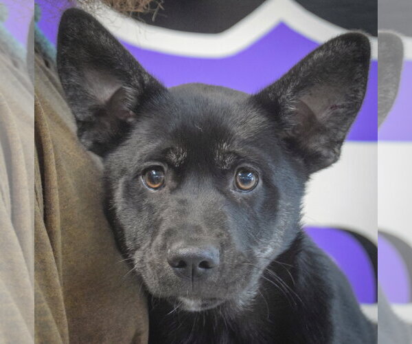 Medium Photo #6 Shollie Puppy For Sale in Huntley, IL, USA