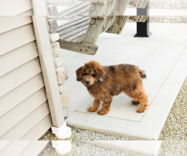 Medium Photo #1 Poodle (Miniature) Puppy For Sale in MILLERSBURG, IN, USA