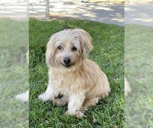 Mutt Dogs for adoption in Riverside, CA, USA
