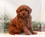 Small Photo #3 Goldendoodle (Miniature) Puppy For Sale in LITITZ, PA, USA