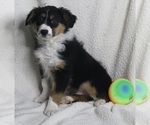 Small Australian Shepherd