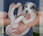 Small #3 Australian Shepherd Mix