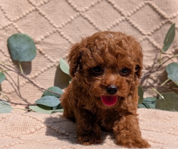 Medium Photo #42 Cockapoo Puppy For Sale in GOSHEN, IN, USA