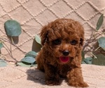 Small Photo #42 Cockapoo Puppy For Sale in GOSHEN, IN, USA
