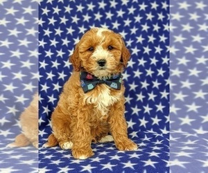 Goldendoodle (Miniature) Puppy for sale in KIRKWOOD, PA, USA