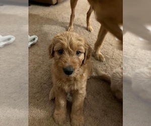Goldendoodle-YorkiePoo Mix Puppy for sale in RACELAND, KY, USA