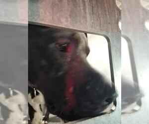 American Staffordshire Terrier-Unknown Mix Dogs for adoption in San Antonio, TX, USA