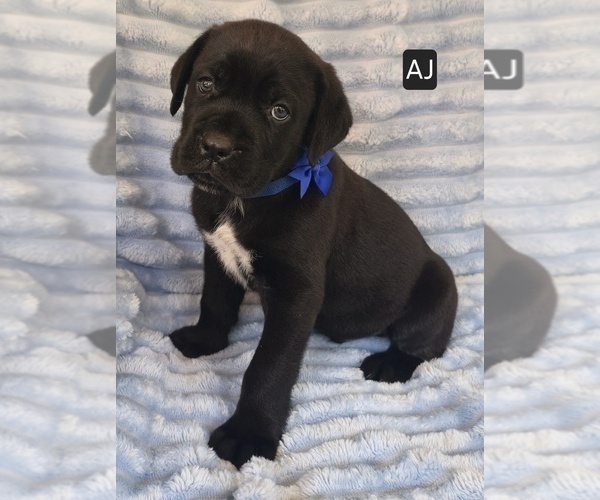 Medium Photo #2 Cane Corso Puppy For Sale in MINERAL WELLS, WV, USA