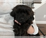 Small Photo #1 Shih-Poo Puppy For Sale in LAKE SAINT LOUIS, MO, USA