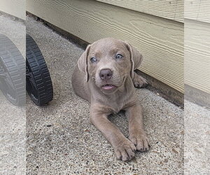Buffy - Female Labrador Retriever-Unknown Mix Dog for Adoption - Photo #3