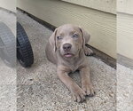 Small Photo #3 Labrador Retriever-Unknown Mix Puppy For Sale in McKinney, TX, USA