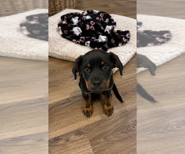 Medium Photo #2 Rottweiler Puppy For Sale in Brewster, NY, USA