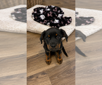 Small #1 Rottweiler