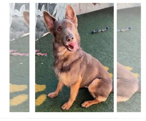 COCOA - Female German Shepherd Dog Dog for Adoption - Photo #3