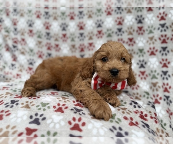 Medium Photo #7 Cock-A-Poo Puppy For Sale in LAKELAND, FL, USA