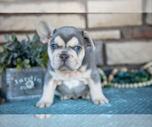 Medium French Bulldog