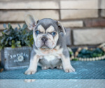 Puppy Zion French Bulldog