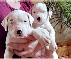 Dogo Argentino Puppy for sale in BELGRADE, ME, USA