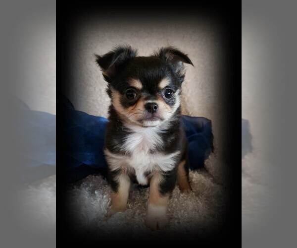 Medium Photo #1 Chihuahua Puppy For Sale in HUGGINS, MO, USA