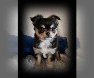 Chihuahua Puppy for sale in HUGGINS, MO, USA