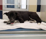 Small Border Collie Mix