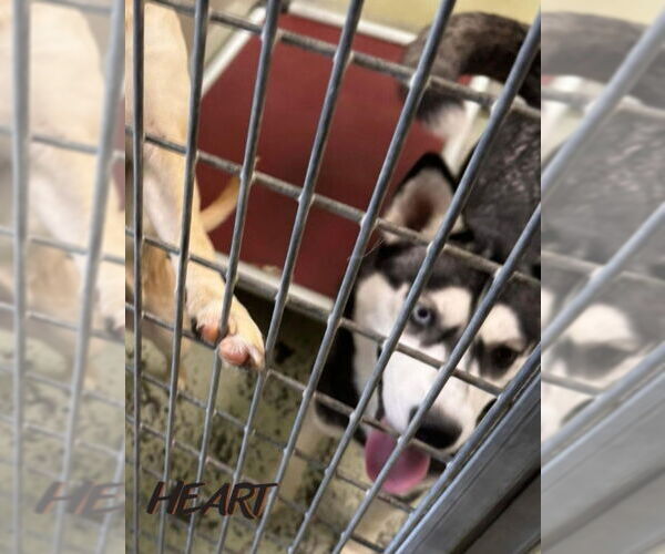 Medium Photo #8 Siberian Husky Puppy For Sale in Severn, MD, USA