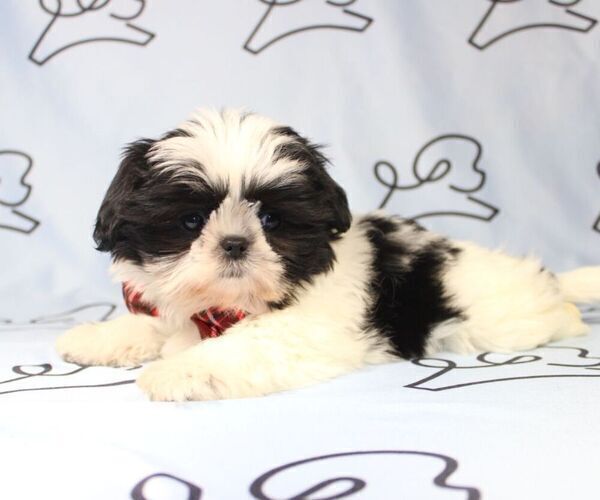 Medium Photo #11 Shih Tzu Puppy For Sale in LAS VEGAS, NV, USA