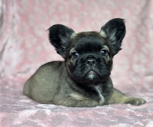 French Bulldog Puppy for sale in NEWTON, NJ, USA