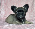 Image preview for Ad Listing. Nickname: Sadie