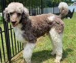 Small Photo #1 Goldendoodle-Poodle (Standard) Mix Puppy For Sale in ELIZABETHTON, TN, USA