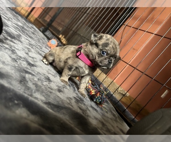 Medium Photo #2 Pug Puppy For Sale in BLOOMINGTON, IL, USA