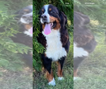Small Photo #18 Bernese Mountain Dog Puppy For Sale in BURLINGTON, NC, USA