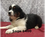 Small Photo #2 Miniature Australian Shepherd Puppy For Sale in CAMPBELL, MN, USA