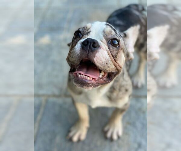 Medium Photo #10 French Bulldog Puppy For Sale in PALO ALTO, CA, USA