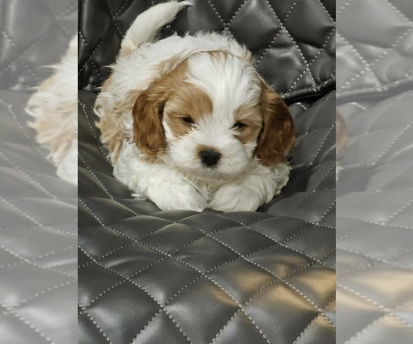 Medium Photo #4 Cavapoo Puppy For Sale in FAIR GROVE, MO, USA