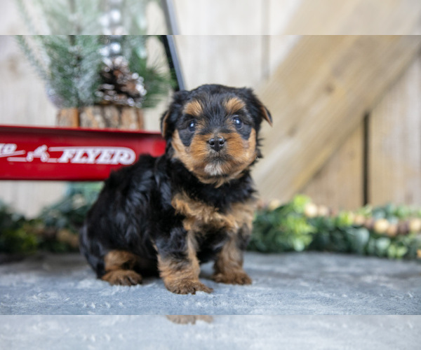 Medium Photo #15 Yorkshire Terrier Puppy For Sale in GREENWICH, OH, USA
