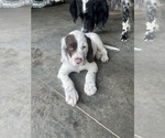 Puppy Chestnut ticked Llewellin Setter