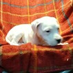 Small Photo #120 Dogo Argentino Puppy For Sale in JANE, MO, USA