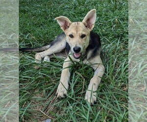 German Shepherd Dog Puppy for sale in WOODBURN, KY, USA