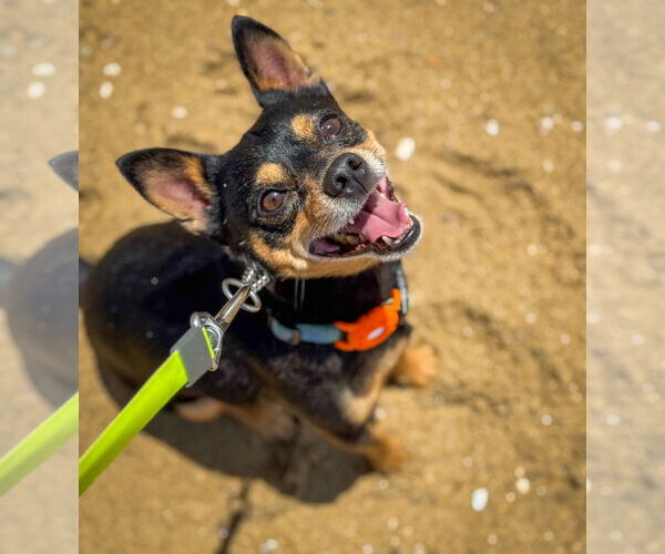 Medium Photo #14 Chipin Puppy For Sale in Newport Beach, CA, USA