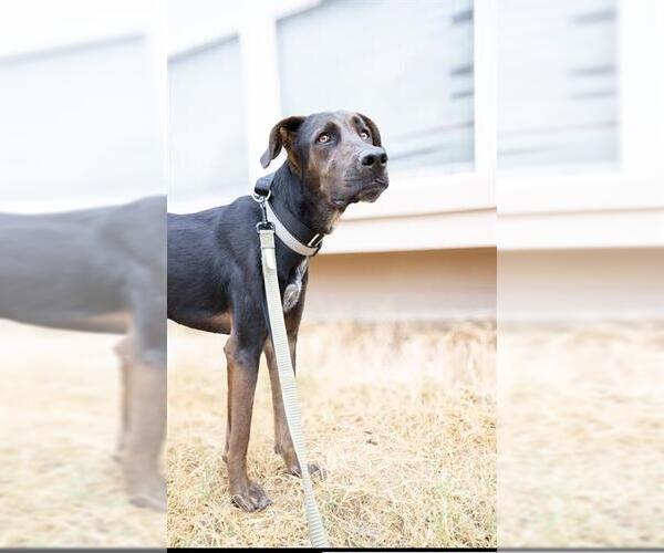 Medium Photo #2 Labrador Retriever Puppy For Sale in San Antonio, TX, USA