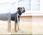 Small #1 Labrador Retriever