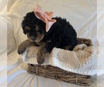 Small Photo #34 Miniature Bernedoodle Puppy For Sale in AUBURNDALE, FL, USA