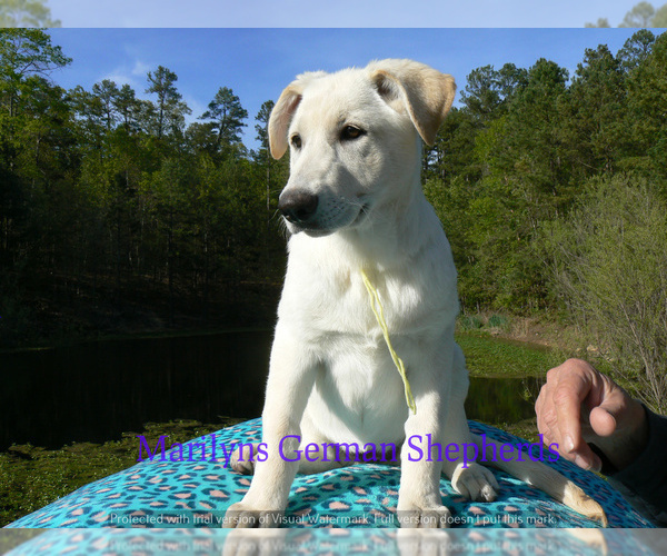 Medium Photo #6 German Shepherd Dog Puppy For Sale in PIEDMONT, MO, USA