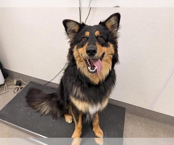 Medium Photo #1 Australian Shepherd-Unknown Mix Puppy For Sale in HESPERIA, CA, USA