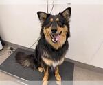 Small Australian Shepherd Mix