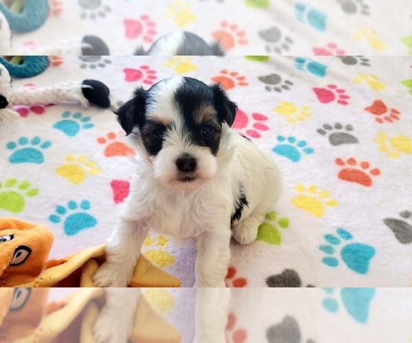 Medium Photo #11 Havanese Puppy For Sale in ORO VALLEY, AZ, USA