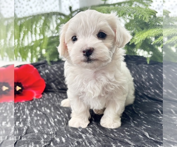 Medium Photo #5 Maltese Puppy For Sale in ROCK STREAM, NY, USA