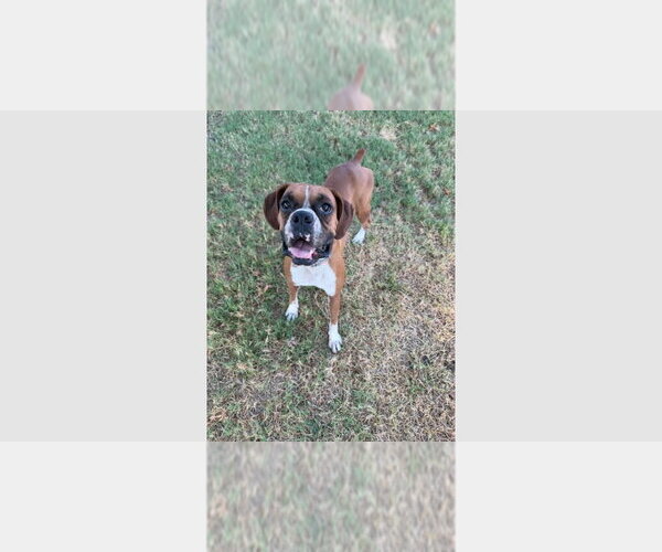 Medium Photo #1 Boxer Puppy For Sale in Austin, TX, USA